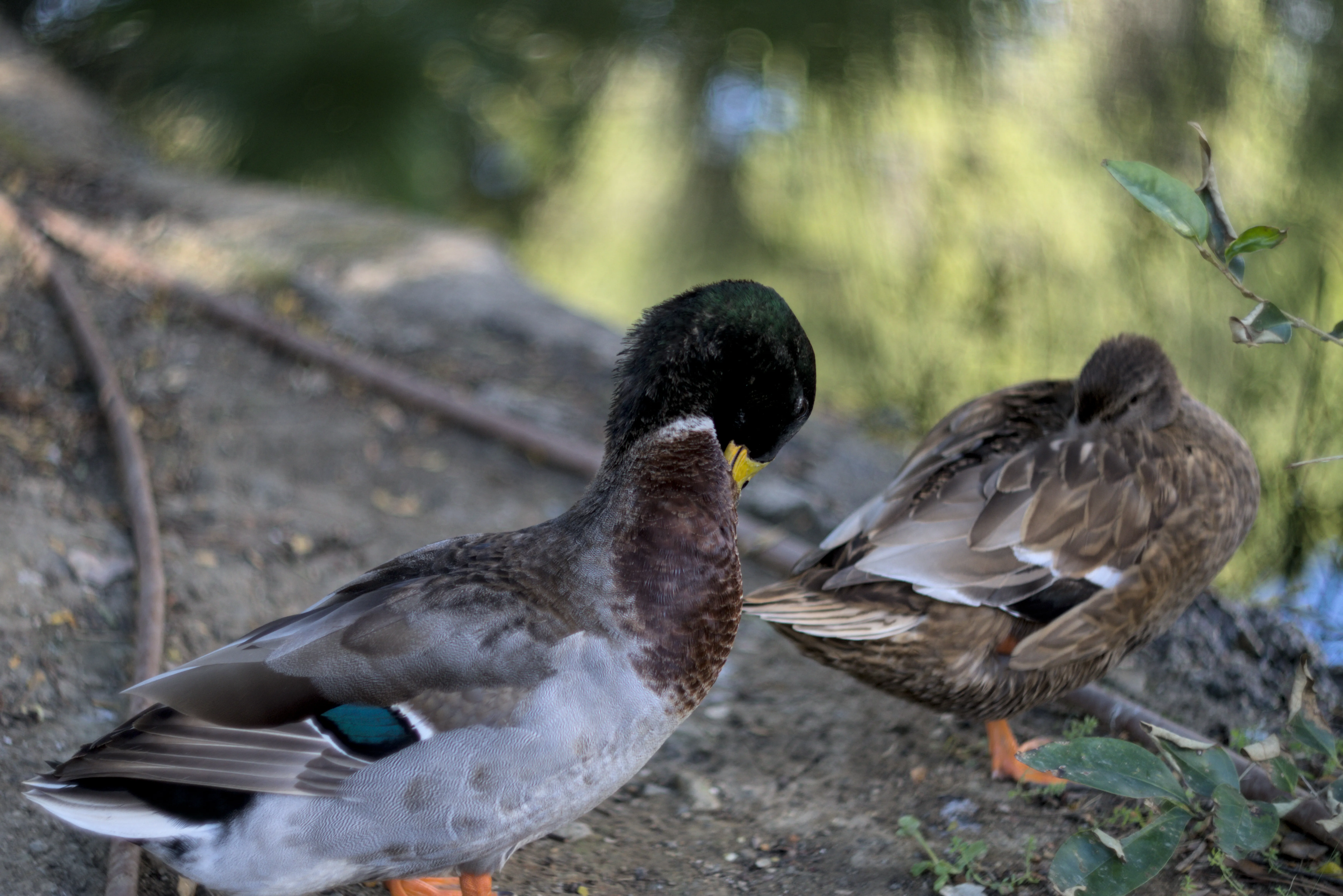 Zenith Helios-77M-4 1,850 (VOMZ) - _I4A7119.webp